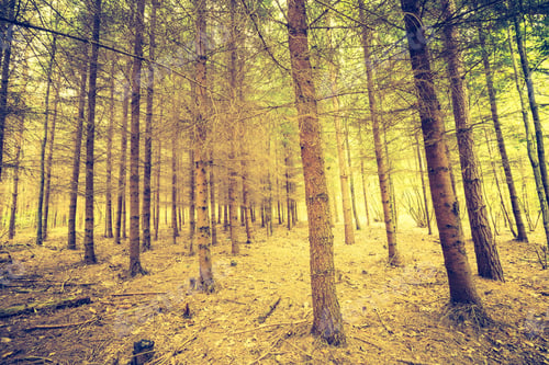 Preview: Vintage Photo Of Autumnal Forest Landscape With Many Fallen Leaves On Ground. Beautiful Polish