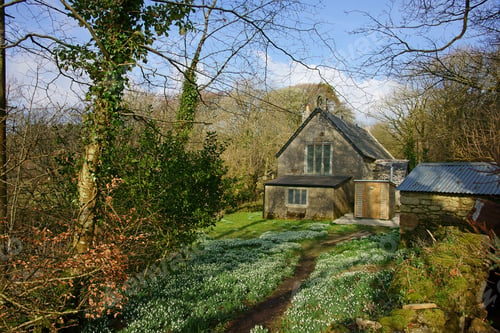 Preview: A Beautiful Display Of Wild Snowdrops In The Grounds Of St. Raphael'S Church, Huccaby, Dartmoor