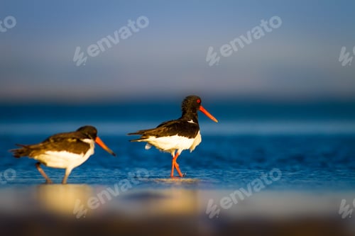 Preview: Water And Birds. Blue Sea, Blue Sky Background. Eurasian Oystercatcher / Haematopus Ostralegus