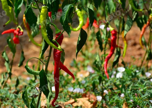 Preview: Hot Peppers In The Garden