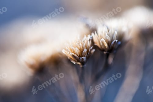 Preview: Wild Plant With Dried Flowers And Natural Background