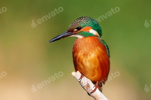 Preview: Cute Colorful Bird. Kingfisher. Green Nature Background.
