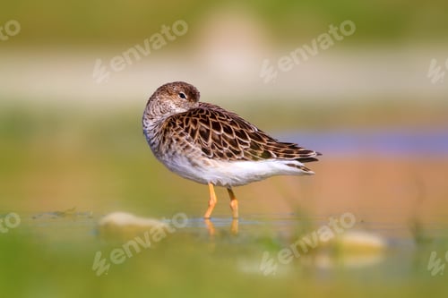 Preview: Cute Water Bird Is Sleeping. Natural Wetland Background. Common Water Bird: Ruff. Philomachus