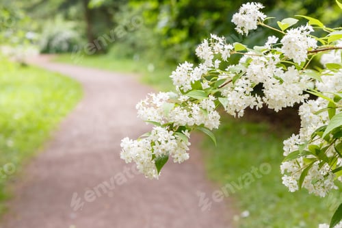 Preview: Landscape In The Spring Garden With Flowering Shrubs And A Path. White Flowers Of Deutzie (