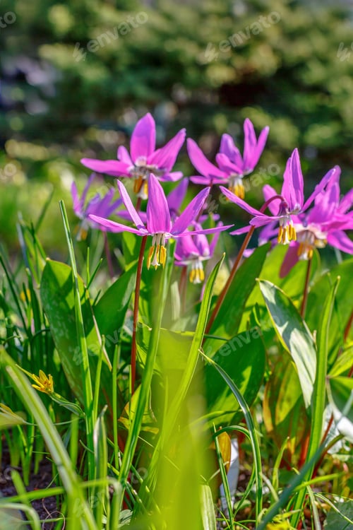 Preview: Erythronium Dens-Canis Big Pirple In Spring Garden