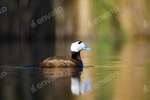 Preview: Duck Swimming In Lake. White Headed Duck White Headed Duck Oxyura Leucocephala