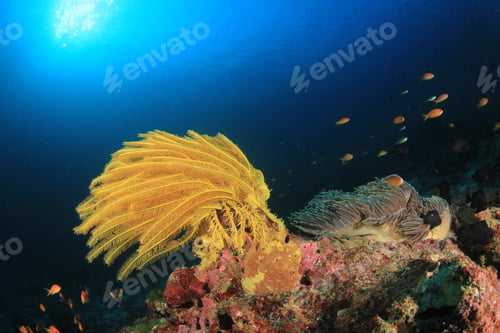 Preview: Coral Reef Underwater And Fish In Ocean