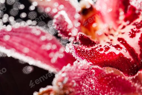 Preview: Abstract Underwater Composition With Blurry Orchid Petals, Bubbles And Light