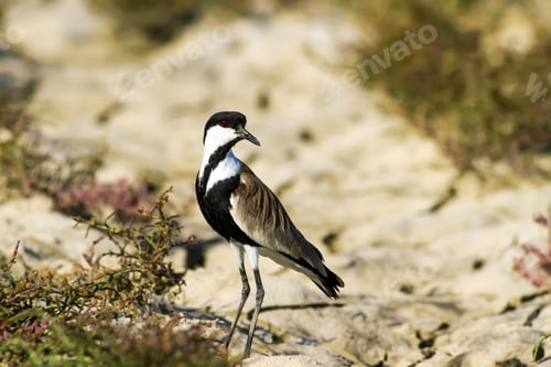Preview: Drought And Water Bird. Dry Lake. Bird: Spur Winged Lapwing. Dry Land Background.