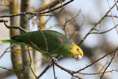 Preview: Yellow-Headed Amazon (Amazona Oratrix), Rosenstein Park, Stuttgart, Baden-Wuerttemberg