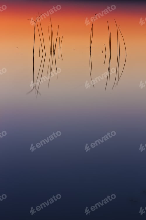 Preview: Colorful Nature. Abstract Nature. Reeds And Reflections In The Water. Beautiful Nature Background.