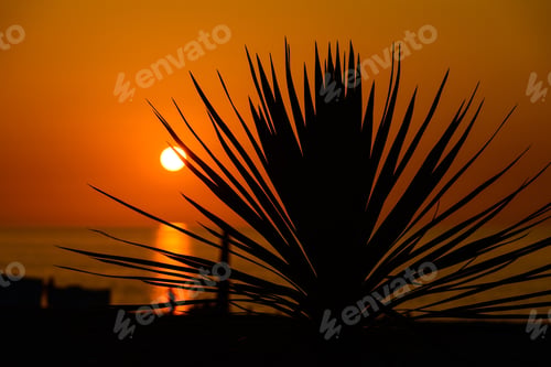 Preview: Silhouette Of Sabal Palmetto Leaves Against Sunset Sky