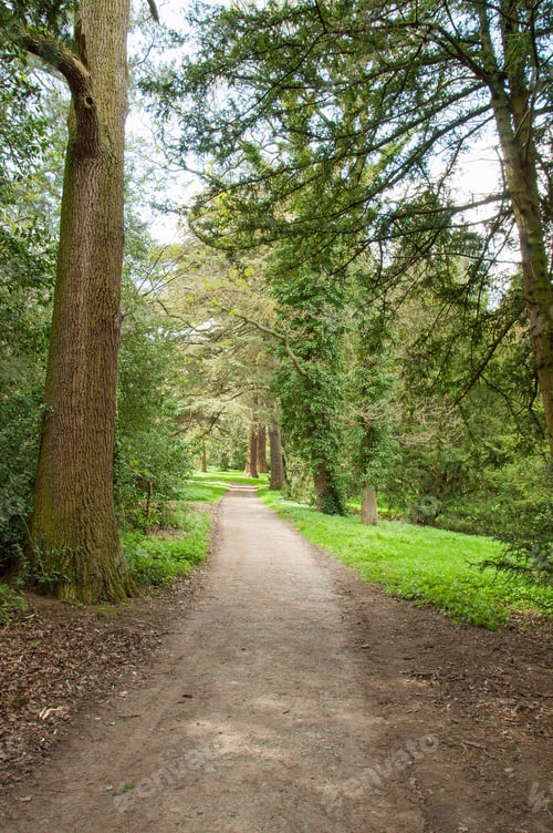 Preview: Pathway In The Woods.