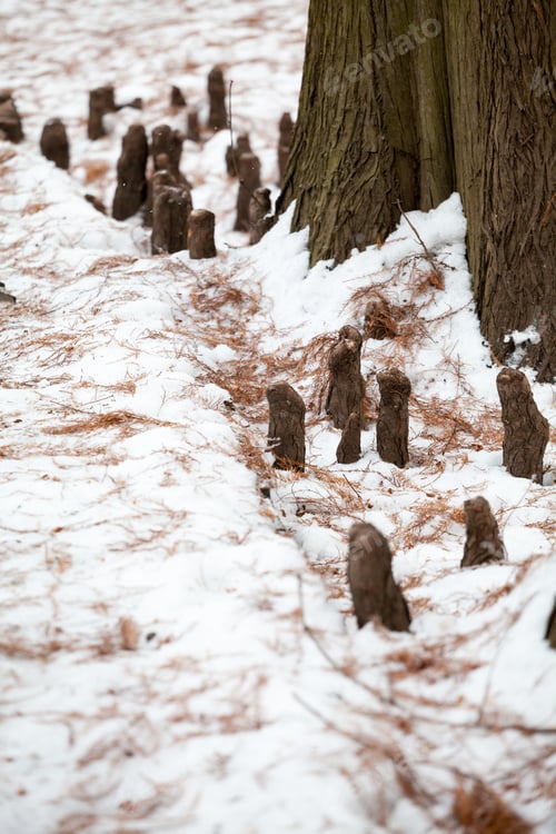 Preview: Winter Landscape In The Park With Tree Bark And Details