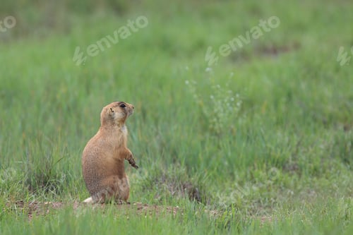 Preview: Utah Prairie Dog - Bryce Canyon National Park
