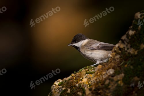 Preview: Cute Little Bird. Dark Nature Background. Bird: Sombre Tit. Poecile Lugubris.