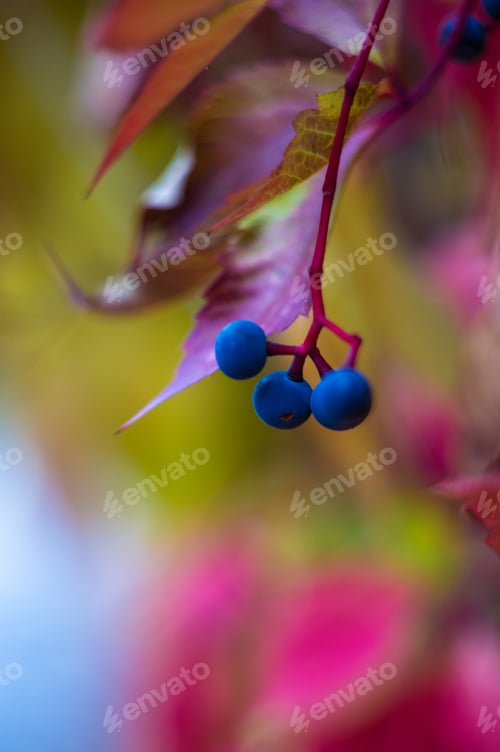 Preview: Grapes On A Branch And Bright Red Autumn Leaves Of Wild Grapes, Close Up