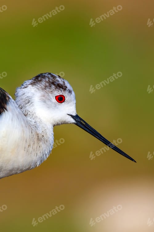 Preview: Common Water Bird Portrait. Colorful Natural Background. Bird: Black Winged Stilt. Himantopus
