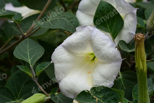 Preview: Datura Candida In Bloom, Armenia