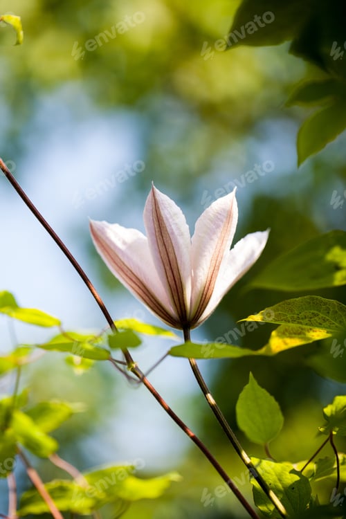 Preview: Beautiful White Clematis Plant With Flowers And Natural Background