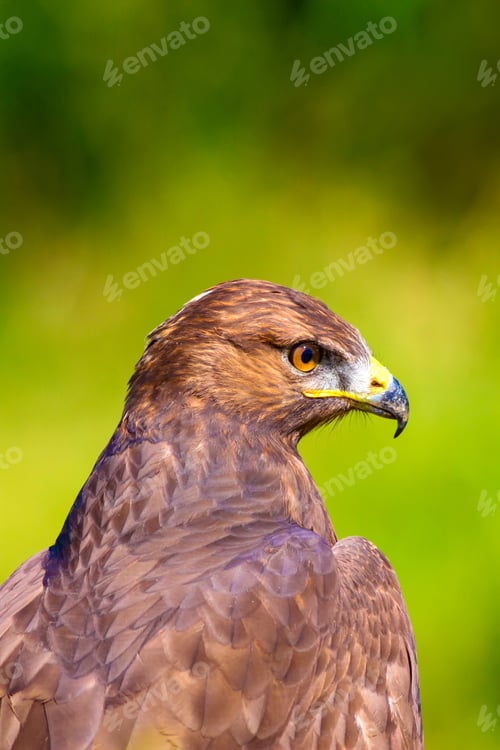 Preview: Bird Of Prey. Portrait Of Buzzard. Green Nature Background.