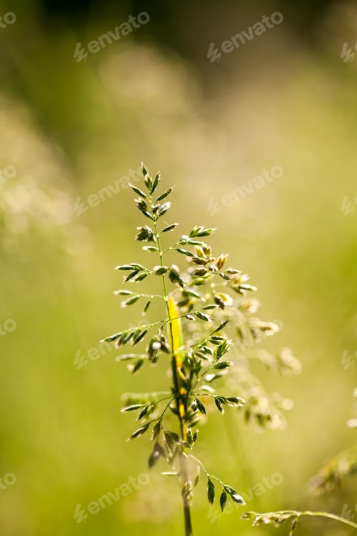 Preview: Green Plants Isolated On Natural Background With Beautiful Bokeh And Contour Light