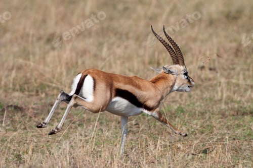 Preview: Male Grant'S Gazelle In The Maasai Mara National Park, Kenya