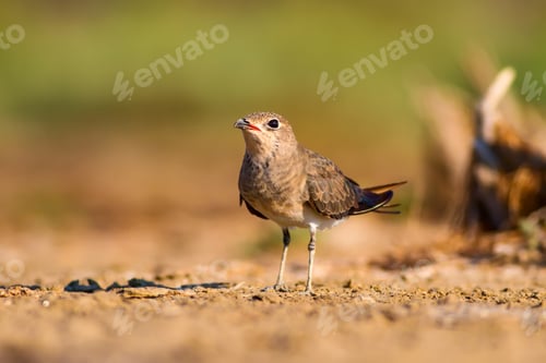 Preview: Nature And Bird. Collared Pratincole. Natural Background. Glareola Pratincola.