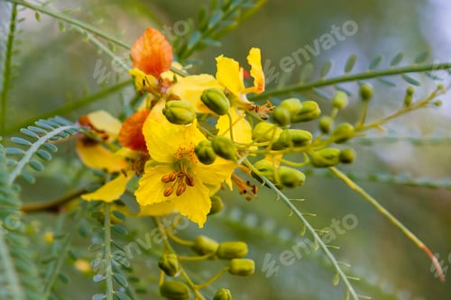 Preview: Cercidium: Mexican Palo Verde Tree(Parkinsonia Aculeata)This Native Of The Deserts Of Arizona Is A