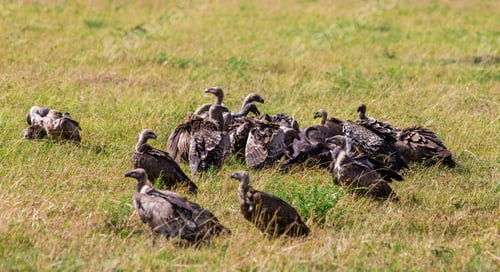 Preview: Vultures At The Maasai Mara, Kenya