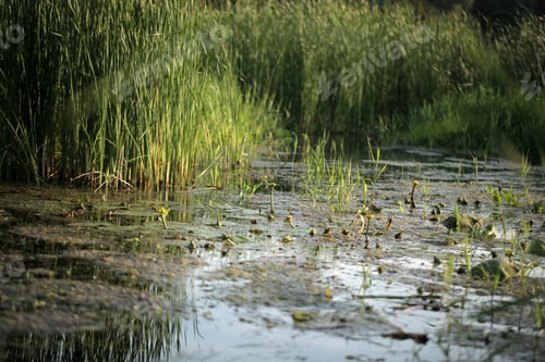Preview: Close Up Of A River, With Many Different Green Plants Including Cat Tail, In Poland, Europe, On A