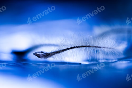 Preview: Abstract Composition With Dried Clematis Seeds And Light