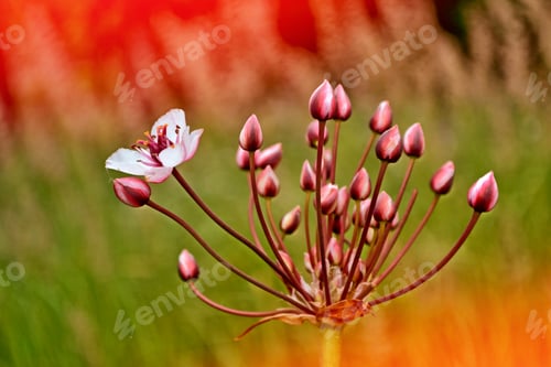 Preview: Blurred Image Of Grass. Summer Colorful Abstract Background.