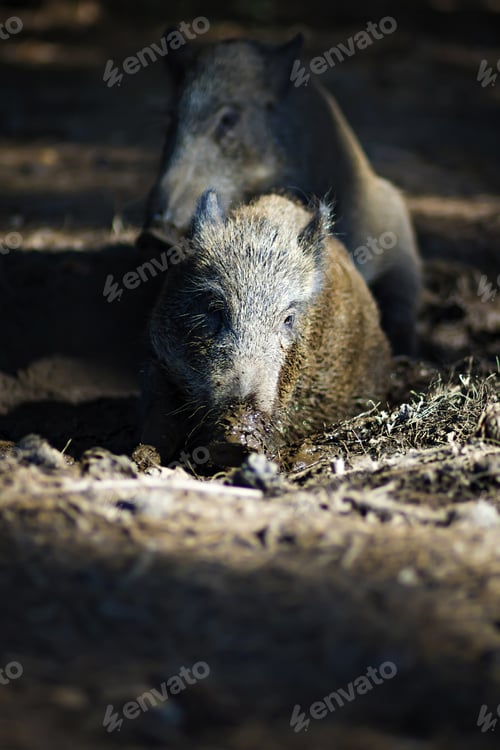 Preview: Wild Boar. Forest Background.