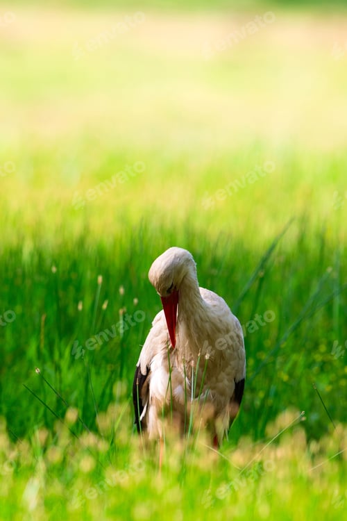 Preview: Common Bird Stork. Green Nature Background. Bursa Karacabey Turkey.