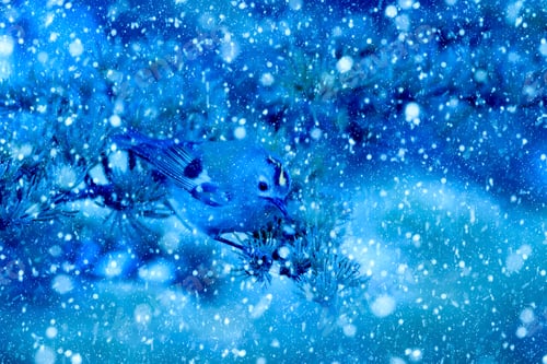 Preview: Winter Season And Birds. Falling Snow. Blue Nature Background. Bird: Gold Crest.