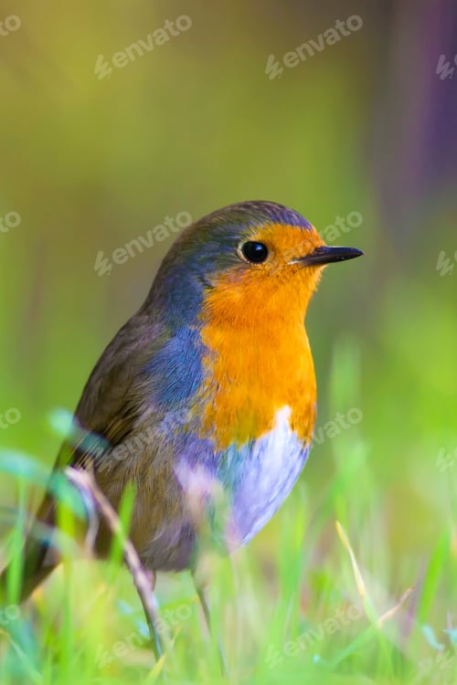 Preview: Cute Bird Robin. European Robin / Erithacus Rubecula
