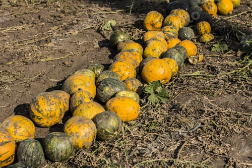 Preview: Pumpkins Field. Pumpkin Harvesting On The Farm In Ukraine.