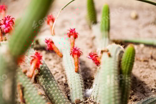 Preview: Cactus With Flowers In Botanical Garden In Balchik, Bulgaria