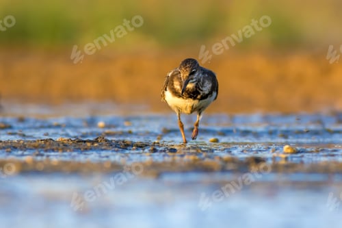 Preview: Water Bird. Colorful Nature Background. Bird: Ruddy Turnstone.