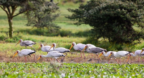 Preview: Yellow-Billed Storks (Mycteria Ibis) At Lake Naivasha, Kenya