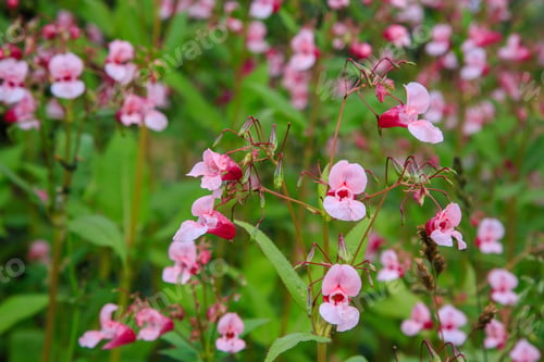Preview: Flowers Of Impatiens Glandulifera Flowers In Natural Background