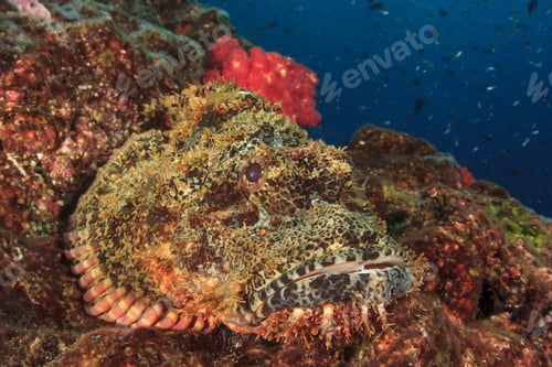 Preview: Scorpionfish