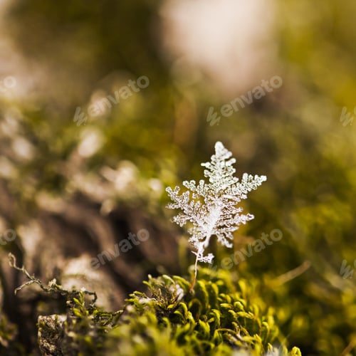 Preview: Snowflake On Moss