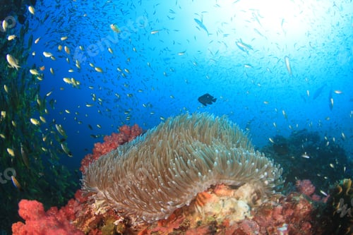 Preview: Coral Fish Underwater Ocean