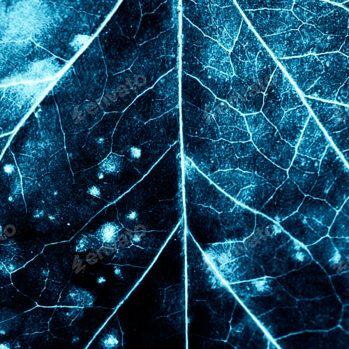 Preview: Texture With Rotten Leaves With Fibers