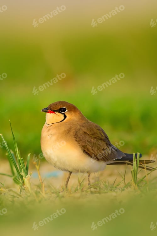 Preview: Cute Bird Pratincole. Green Yellow Nature Background. Bird: Collared Pratincole. Glareola
