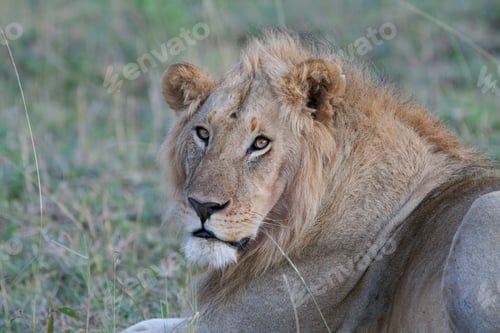 Preview: Lion In The Maasai Mara National Park, Kenya
