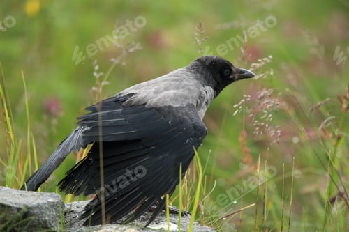 Preview: Grey Crow , Hooded Crow, Corvus Cornix Norway