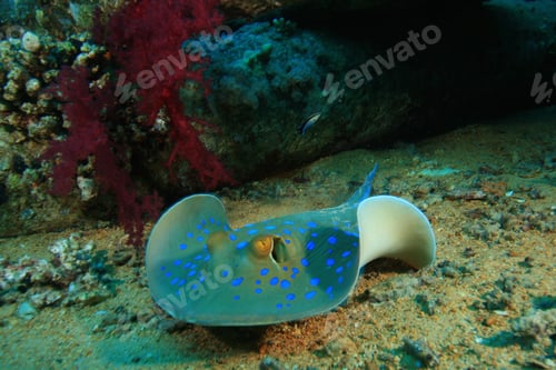 Preview: Bluespotted Stingray (Taeniura Lymma)